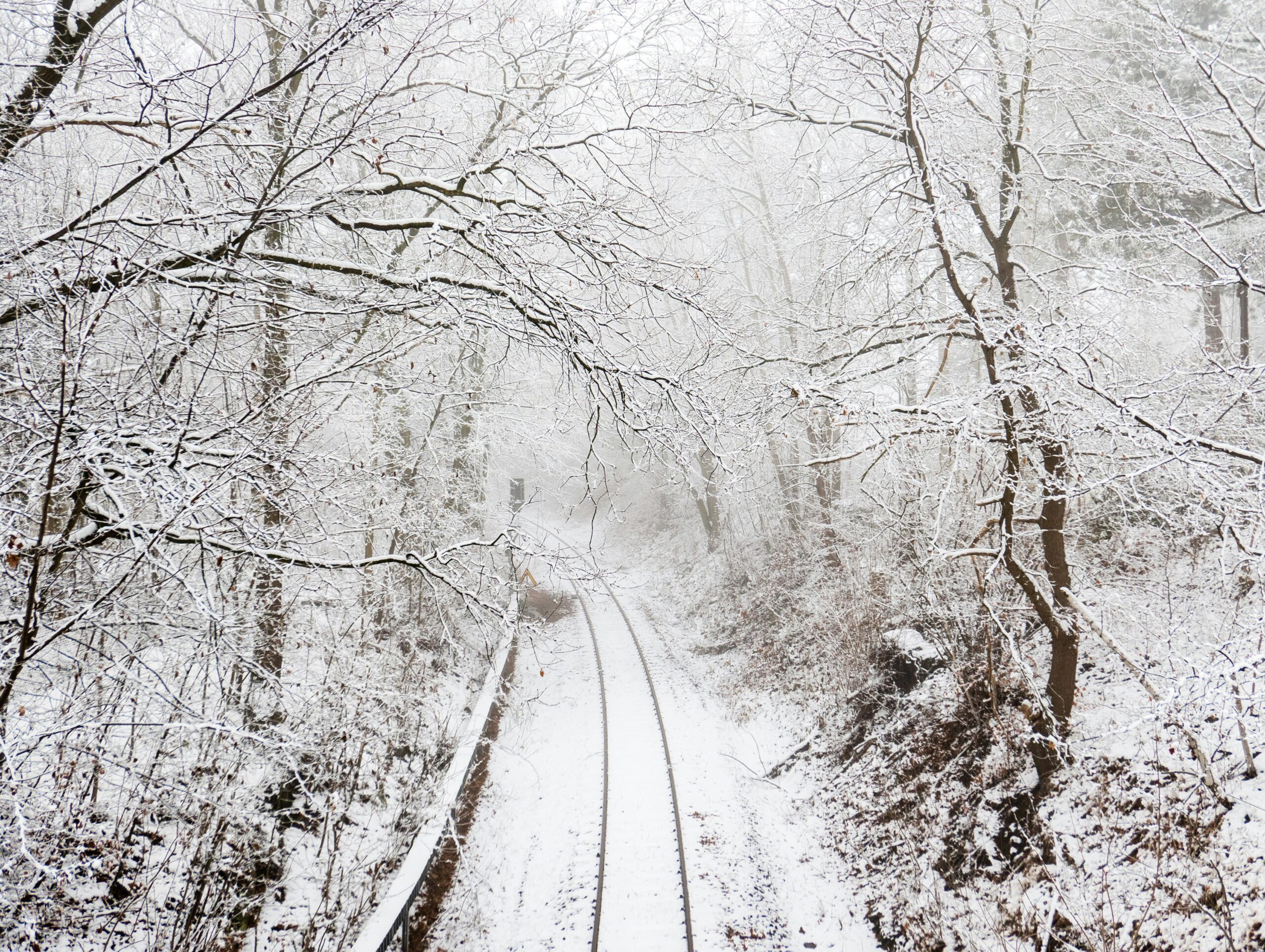 snow covered road between trees during daytime